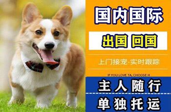 洛阳市宠物托运公司洛阳市宠物托运公司洛阳市宠物托运公司