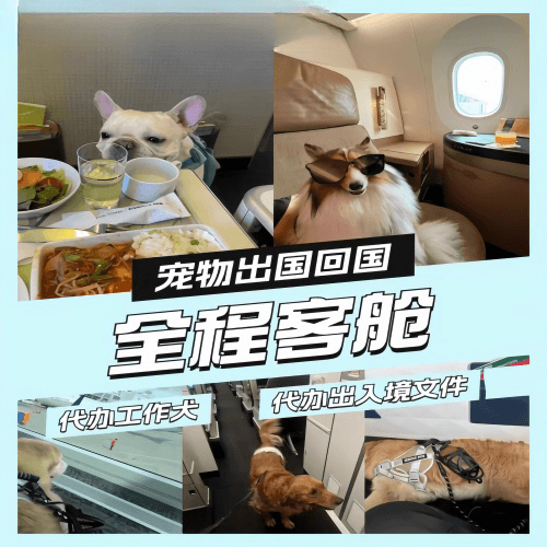 洛阳市宠物托运到白俄罗斯宠物入境规定和要求